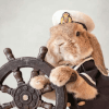 boxedBunny [BB]