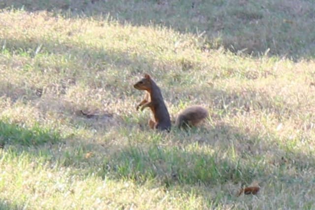 Burgers from mystery!