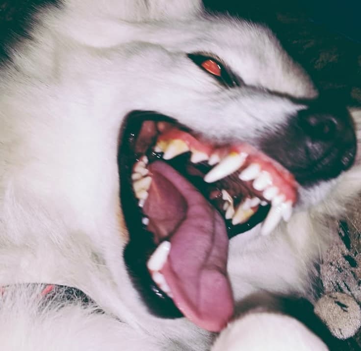 canine