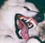 canine