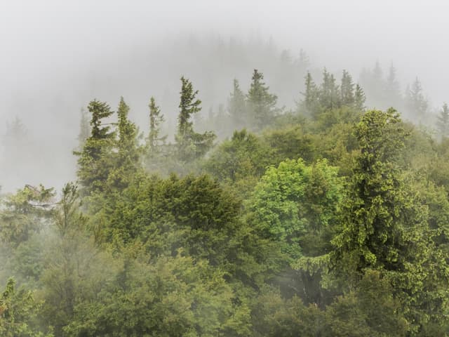 Everest Green